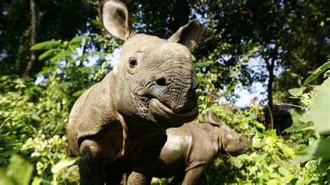 Tracking Nepals Endangered Rhino Bbc Travel