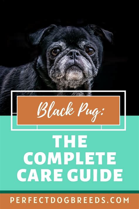 Here Is A Complete Black Pug Care Guide For You To Follow Black Pug