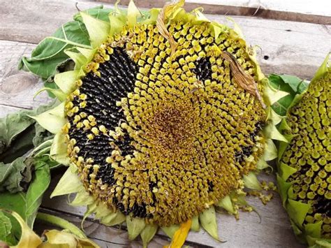 How To Harvest Sunflower Seeds Harvesting Sunflower Seeds Sunflower