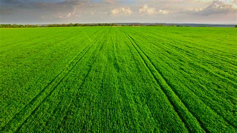 Aerial View Of Green Wheat Field 1304975 Stock Video At Vecteezy
