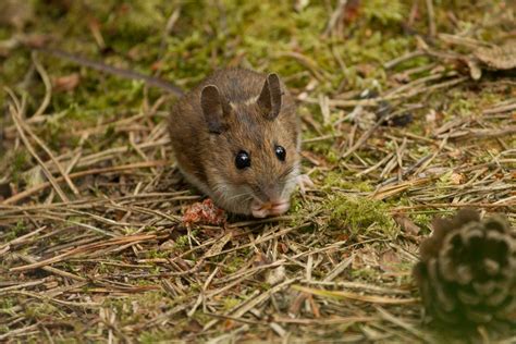 Mouse Vole Or Rat All Things Uk