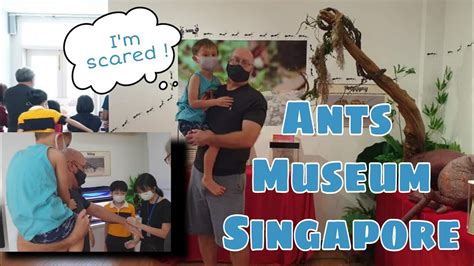 Shea Try To Feed The Ants In Ants Museum Life In Singapore Youtube