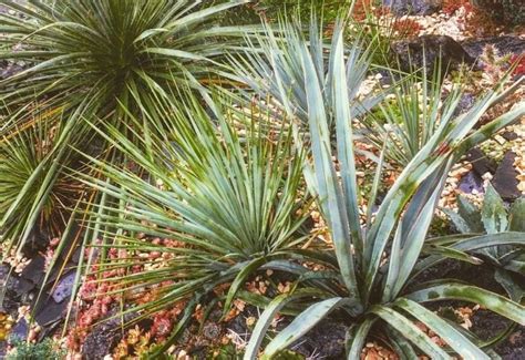 YUCCA ROSTRATA BEAKED YUCCA UNUSUAL TROPICAL TREE CONTAINER GARDEN