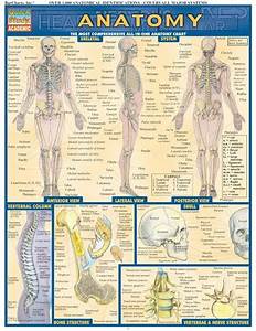 Anatomy Comprehensive Review Chart And Guide Examville
