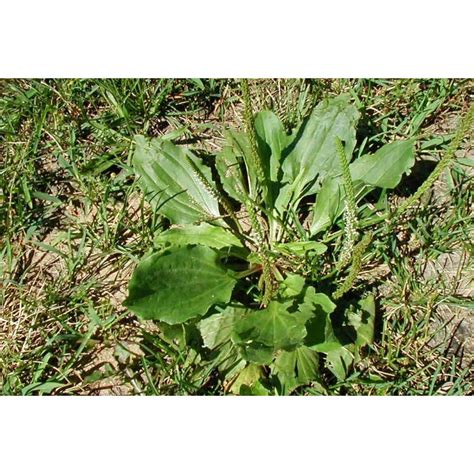 Chinese Plantain Herb Seeds