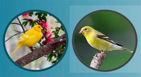 Canary Vs Goldfinch A Detailed Comparison Bird Facts Blog