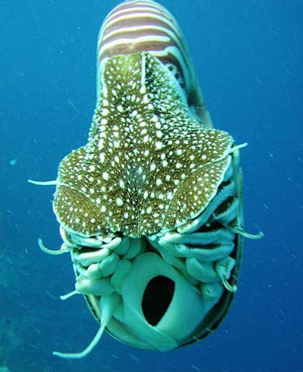 Nautilus Pretty Shell Aqua Propelled Ocean Creatures