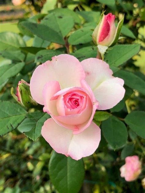 Mini Eden Rose Kletterrose Rosarium Lottum