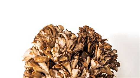 Easy Hen Of The Woods Recipe How To Cook This Delicious Mushroom