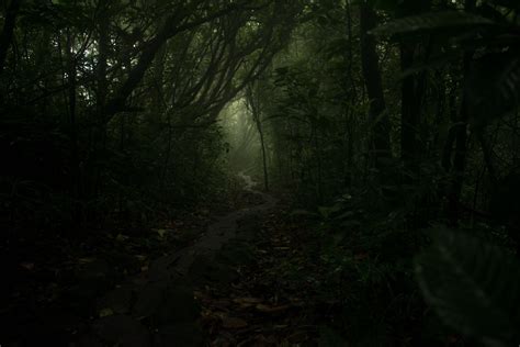 Free Stock Photo Of Dark Forest Mystery Forest Nicaragua