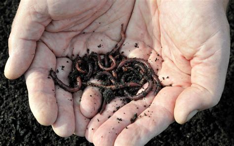 Worms And Soil Function Increase Aeration And Plant Growth Lordington