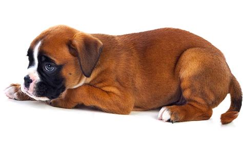 Though food allergies are less common than dog food companies would have you believe, they do happen. Best Dog Food For Boxers With Sensitive Stomachs