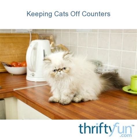 Keeping a clear windowsill might be a good way to quench the cat's desire for height without having them be on your clean counters. Keeping Cats Off Counters | ThriftyFun