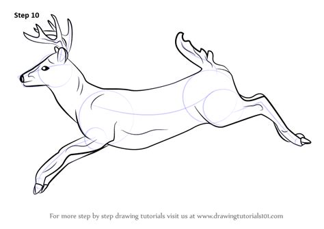 Learn How To Draw A White Tailed Deer Wild Animals Step By Step