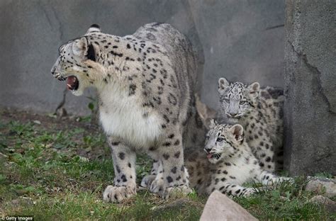 Snow Leopard Cubs Make Their Public Appearance At Brookfield Zoo