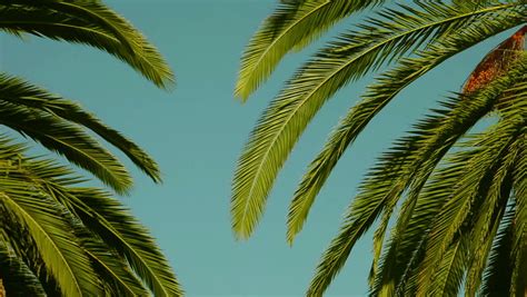 Close Up Swaying Californian Palm Stock Footage Video 100 Royalty