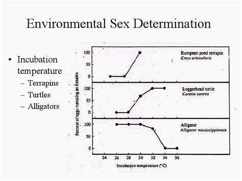 🏷️ Environmental Sex Determination Environmental Sex Determination In Reptiles Ecology