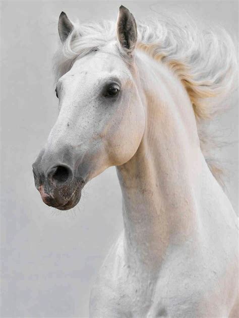 Most Beautiful Horses All The Pretty Horses Animals Beautiful Horse