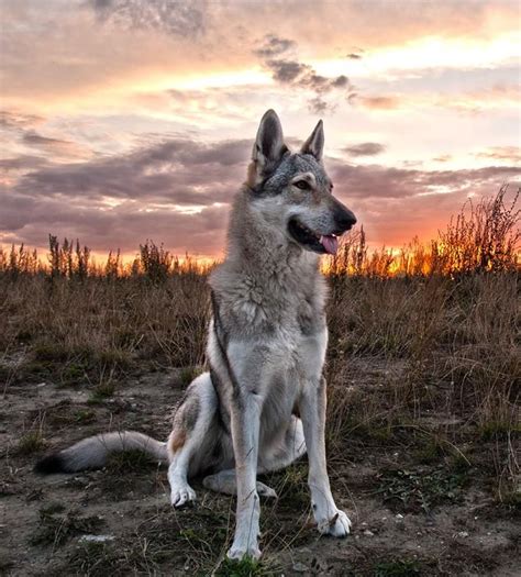 Pin By Martin Mikeš On Animals Wolf Dog Dog Breeds Tamaskan Dog