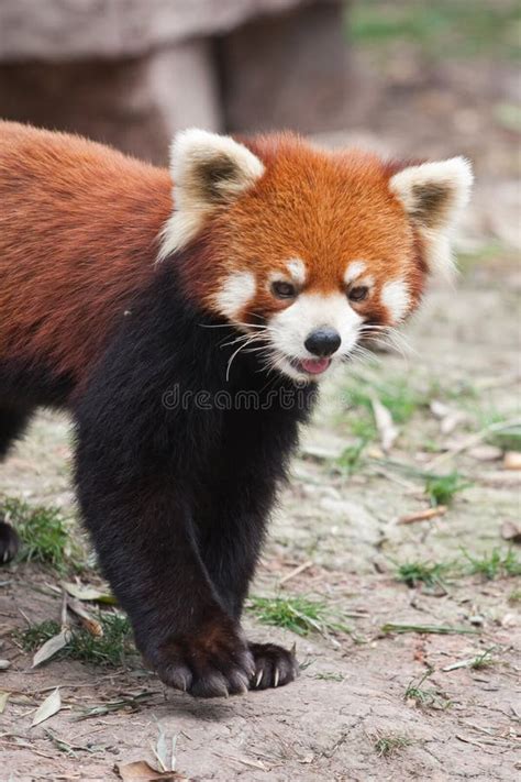 Endangered Red Panda Stock Photo Image Of Cute Wildlife 13112690