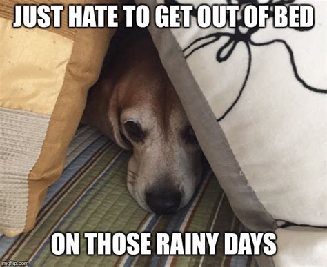 Rainy Day Beagle Imgflip