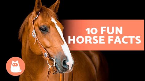 10 Facts About Horses That You Didnt Already Know 🐴 Pet News Live