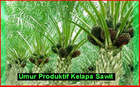 Umur Produktif Kelapa Sawit Di Ladang Malaysia Kelapasawitnews Berkongsi Maklumat Kelapa