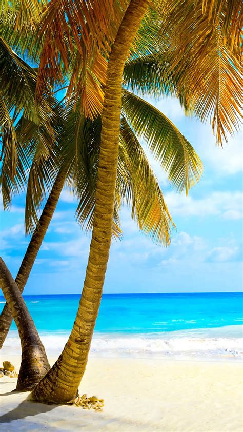 Sandy cay, bahamas, caribbean, sea, island, o. Wallpaper Tropical (61+ pictures)