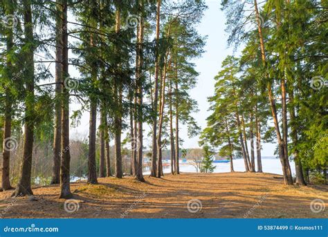 High Evergreen Pine Trees Near A Lake Stock Image Image Of Beautiful