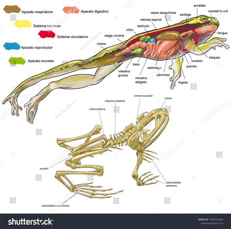 Zoology Amphibians Anures Frog Internal Anatomy ภาพประกอบสต็อก