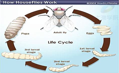 34 Pte Di Process Ideas Process Flow Diagram Pte Exam Lifecycle Of A