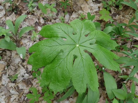 Woodland Plants With Large Leaves Identify That Plant