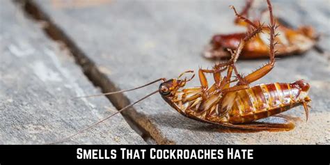 13 Smells That Cockroaches Hate