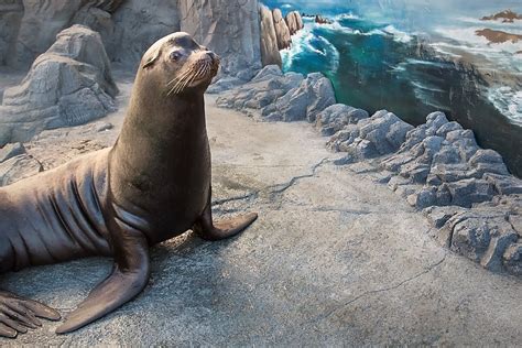 Seals And Sea Lions Habitat Southern California Gallery Aquarium Of