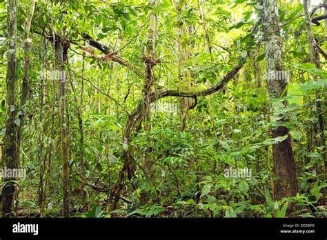 Tangle Of Lianas Hi Res Stock Photography And Images Alamy