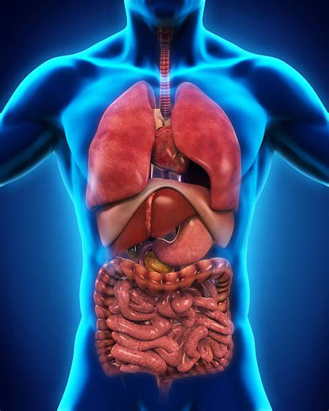 Human Organs Internal Organs Set Human Anatomy Intern