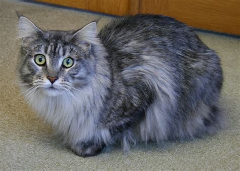 Maine coons tip the scales at anywhere from 9 to 16 pounds (female) and 13 to 18 pounds (male). Male vs Female Maine Coons - Which Gender Is Better For ...