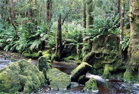 Temperate rainforest - Stock Image - E640/0497 - Science Photo Library