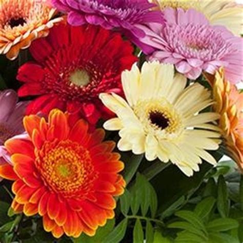 Bijvoorbeeld kwekers vereniging summit gerbera's staan dagelijks in onze webshop. Bloemen gerbera - Frobelke