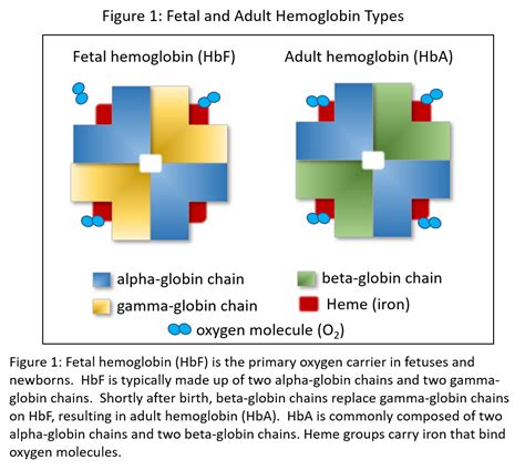 Hemoglobin Types In Humans