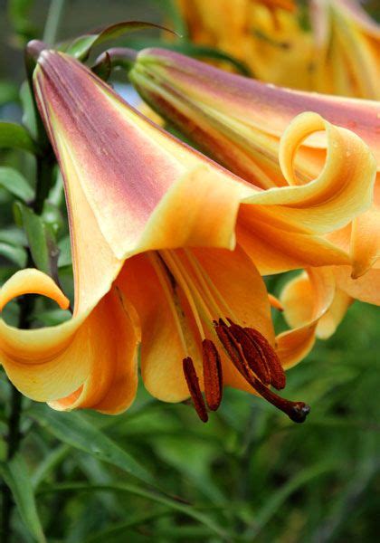 Heirloom Lily Bulbs Lily Bulbs Asian Lilies Lily