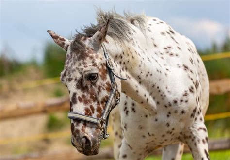 20 Prettiest Horse Breeds With Pictures