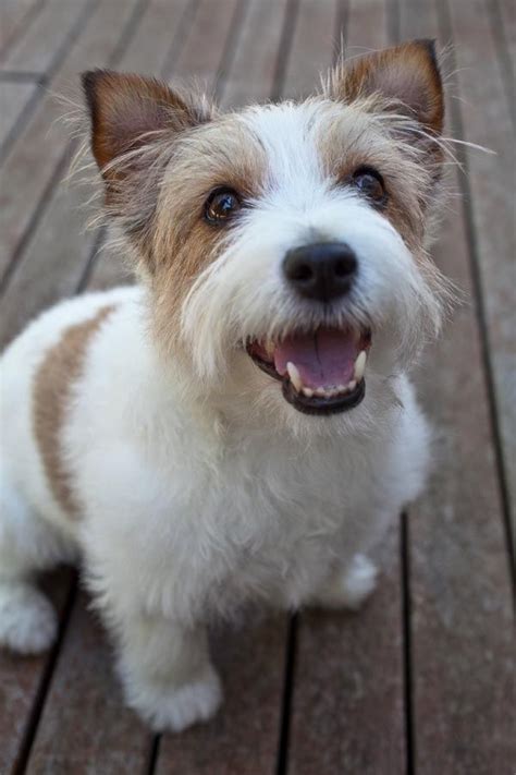 He loves protecting his family from hair. old short hair jack russell terrier tcitba jack russell ...