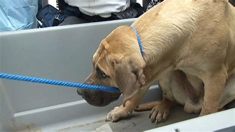 I'm asking you to save one of them describe how the interaction between amos and harry reveals a conflict in their beliefs. PHOTOS: Puppies rescued from dog meat farm in South Korea ...