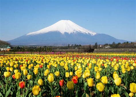 5 Gorgeous Mount Fuji And Flowers Viewing Spots For Spring And Summer