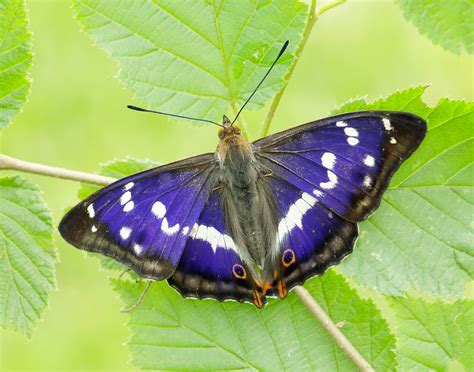 We did not find results for: Purple Emperor