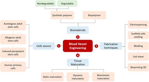 Frontiers Vascular Tissue Engineering Challenges And Requirements