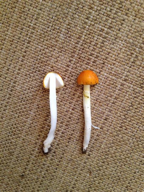 Id Request Mini Orange Mushroom Mushroom Hunting And Identification