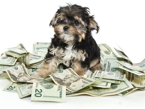 This Is How Much It Really Costs To Own A Dog Per Year