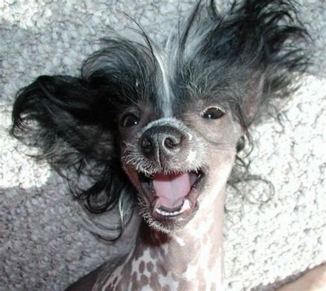 Official Site Chinese Crested Chinese Crested Dog Happy Animals